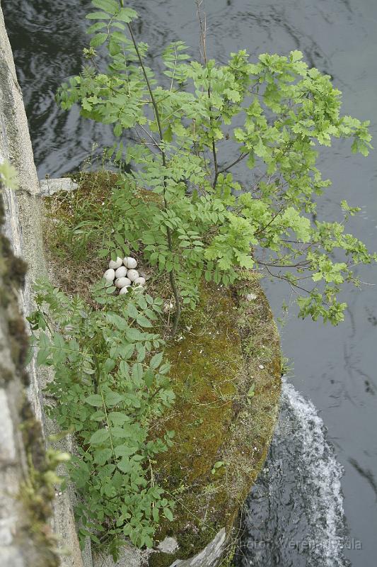 _MG_2035.JPG